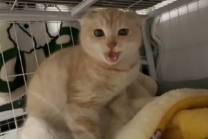 四川男篮官方：已先后找到三只流浪猫 后续将进行妥善安排